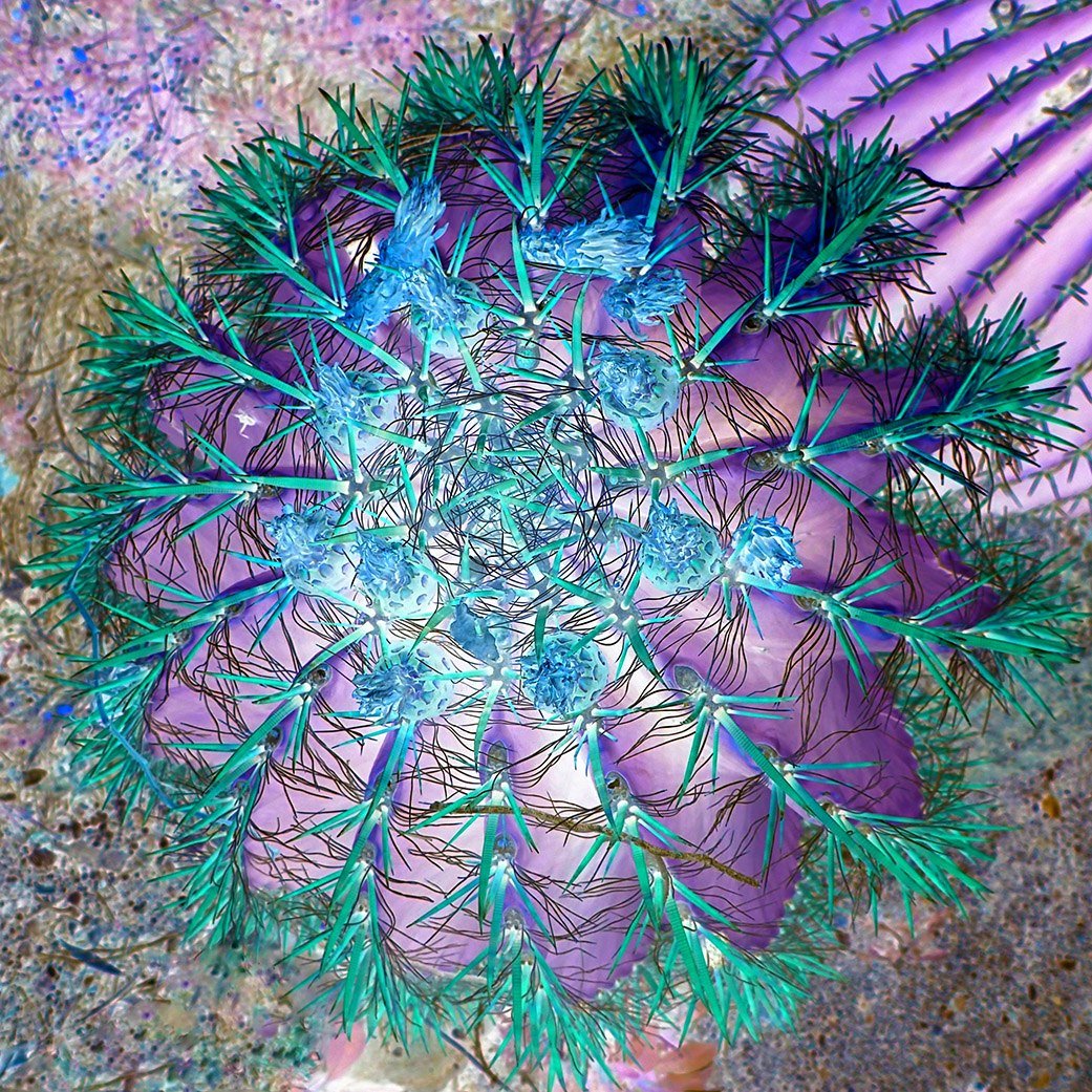 Purple Barrel Cactus