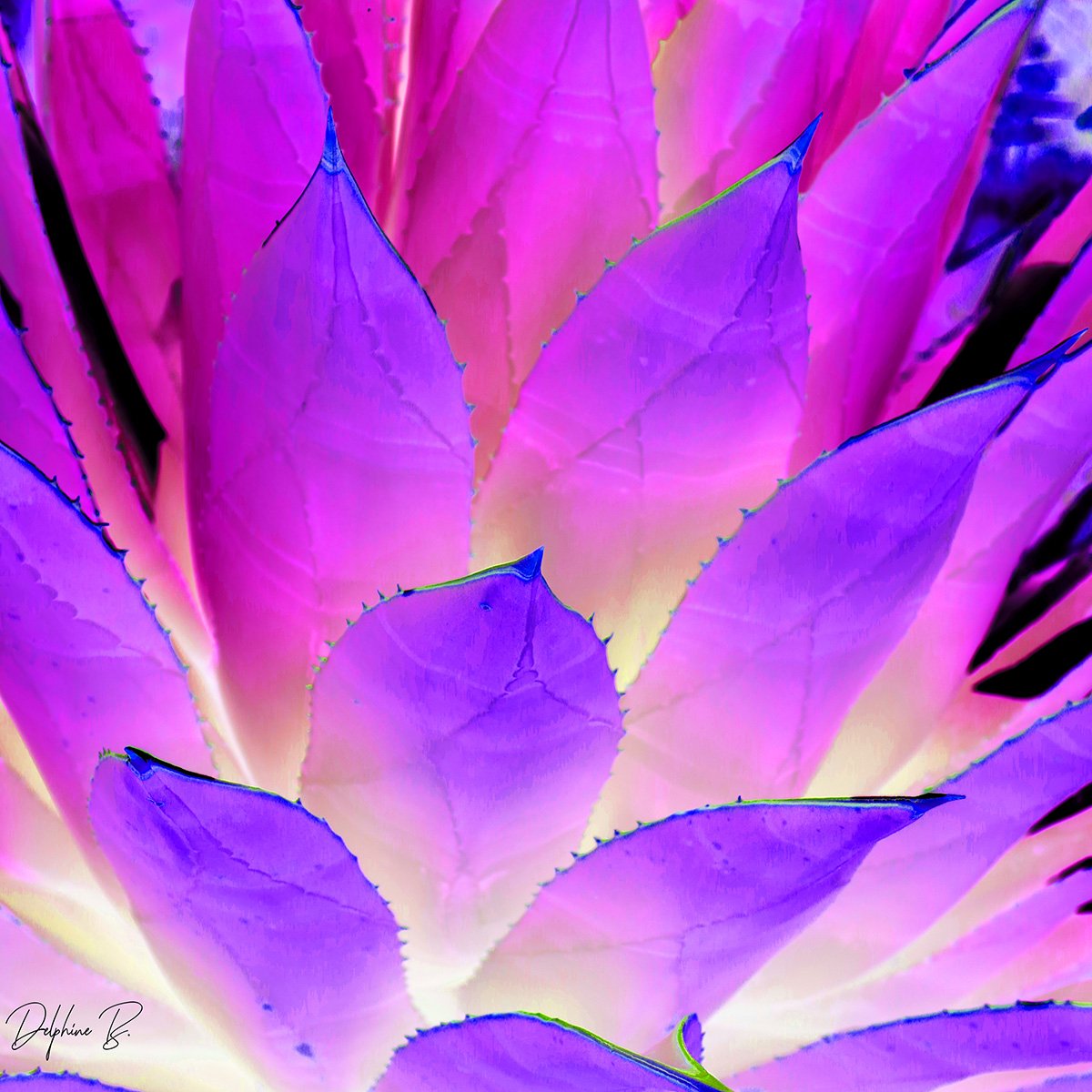 Luminescent Agave 20x20 FINAL WEBSITE.jpg