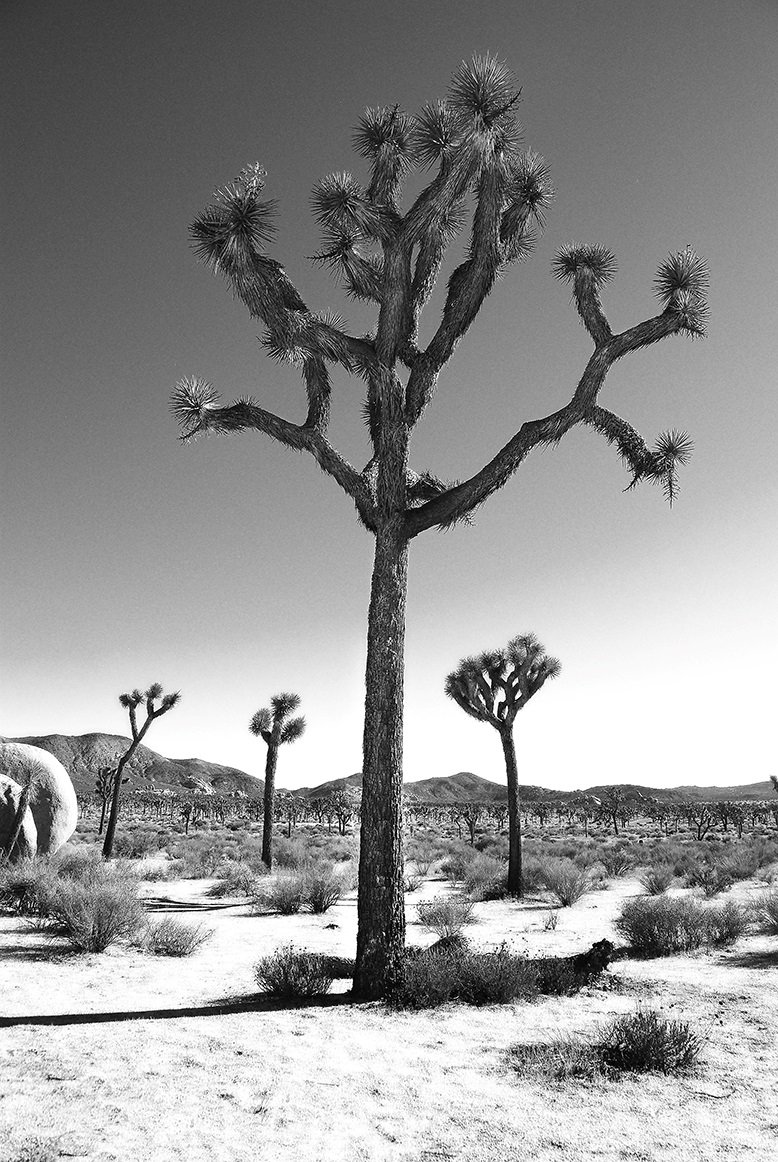 Among the Joshua Tree 16x24 FINAL 240 DPI WEBSITE.jpg