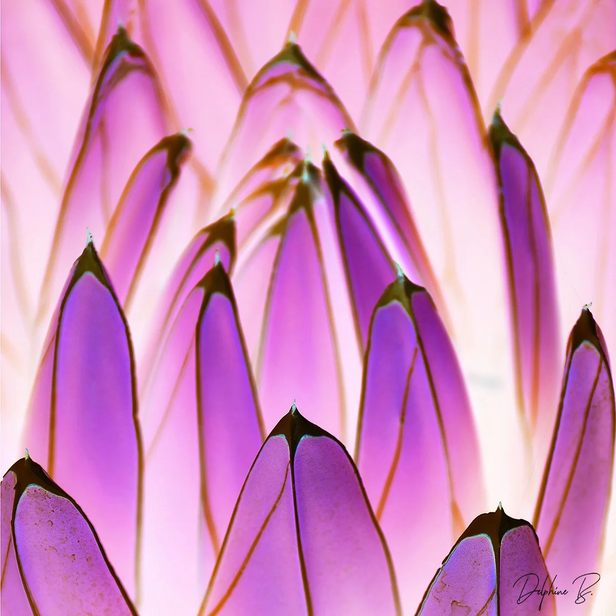 Pink Essence. PRINT 20x20 inches - SALE