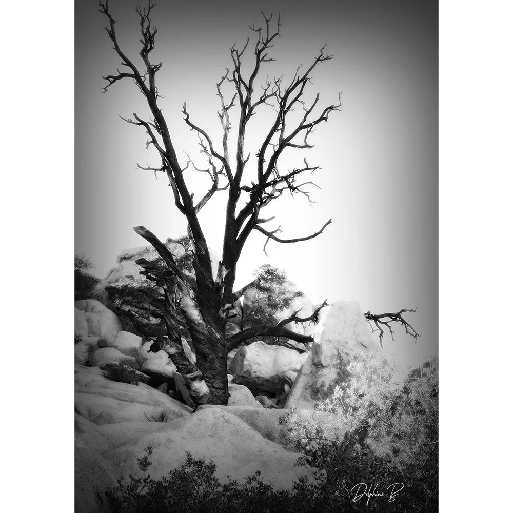Black Tree on the Rocks, 16x20 inches - SALE