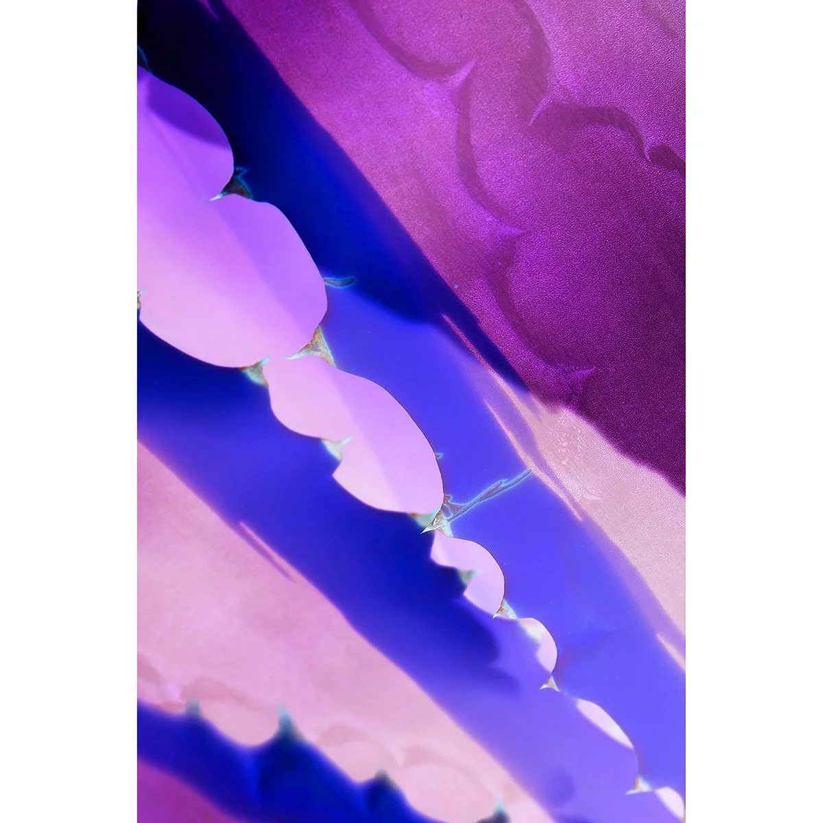 Purple Jaws, 16x20 inches - SALE