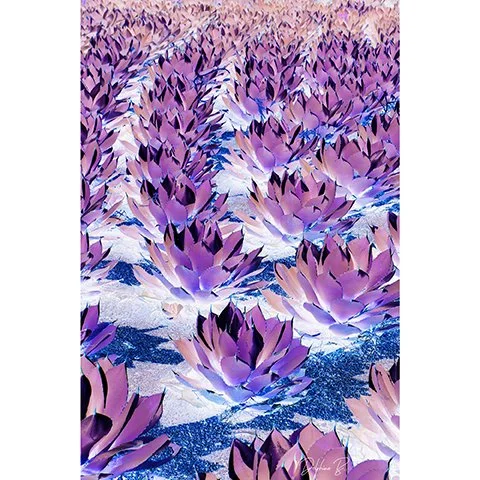 Purple Agave Infinity, 16x20 inches - SALE