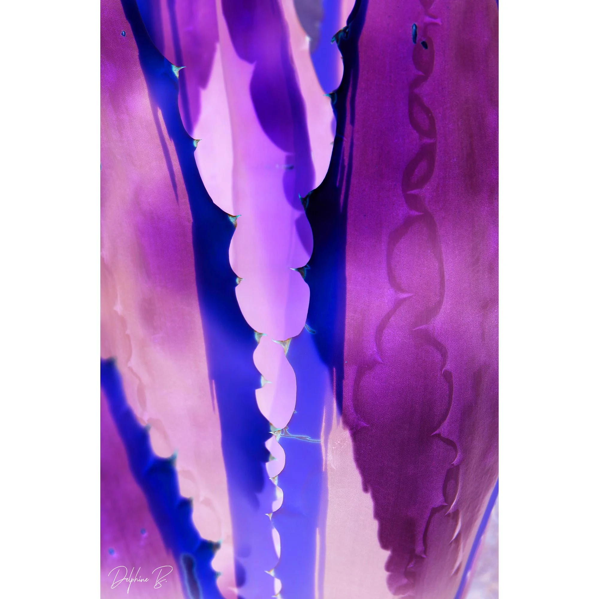 Purple Century Plant, 16x20 inches - SALE
