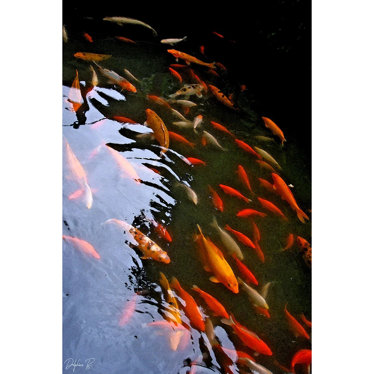 Koi Reflections, 16x20 inches - SALE