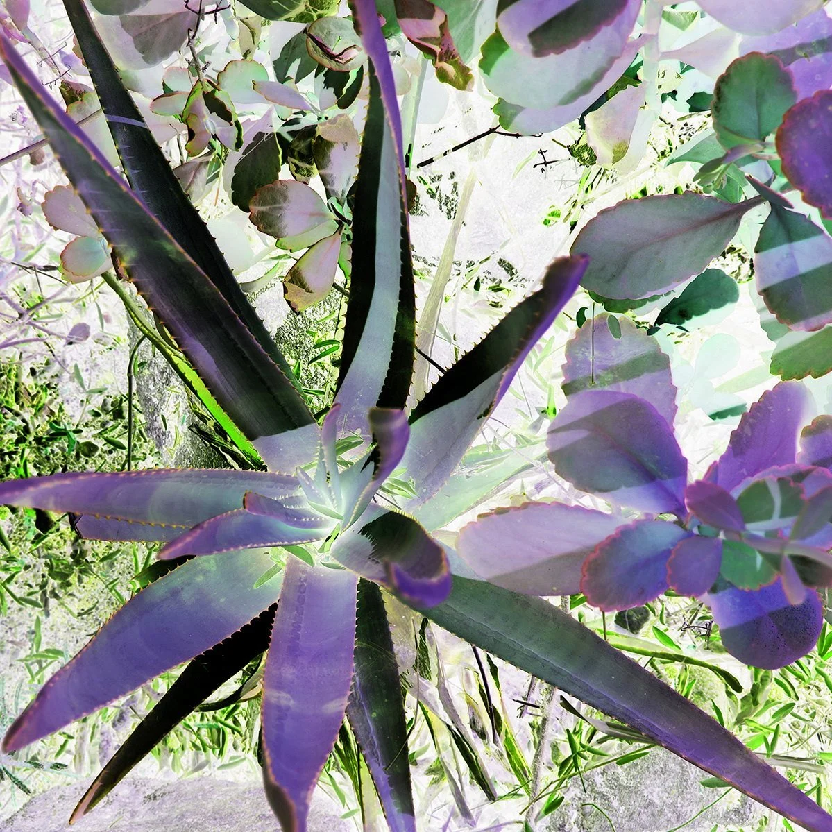 Purple Agave Garden, 16x16 inches - SALE