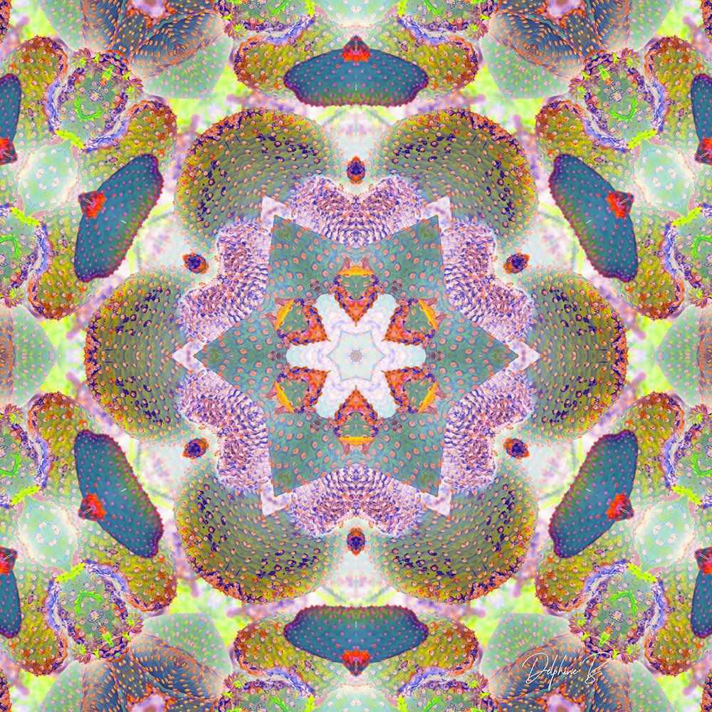 Kaleidoscope Hive