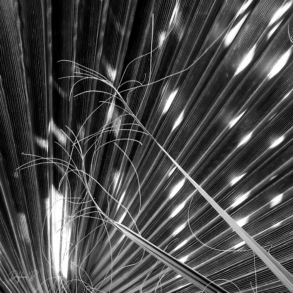 Tangled Midnight