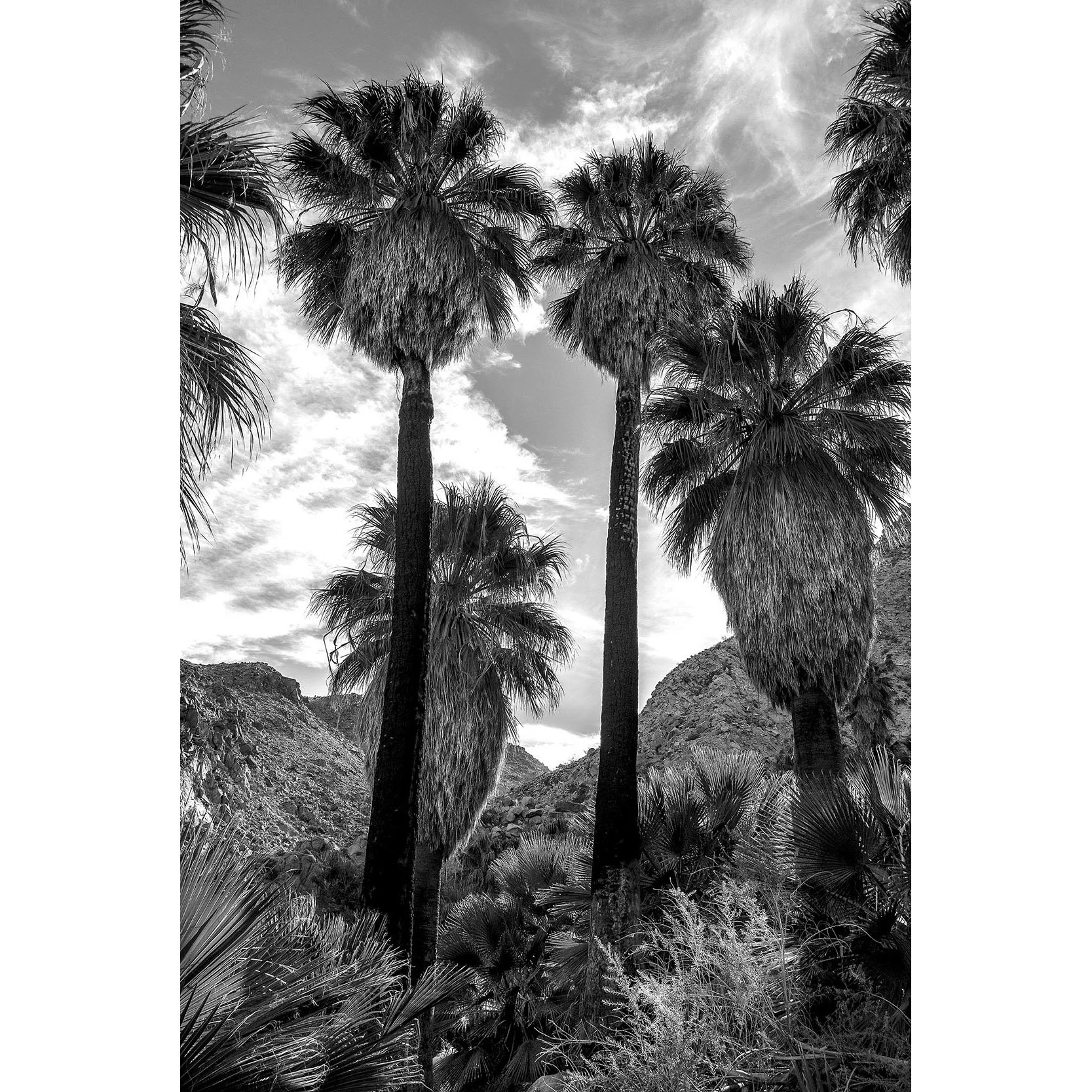 Four Palms 16x24 THUMB WEBSITE.jpg