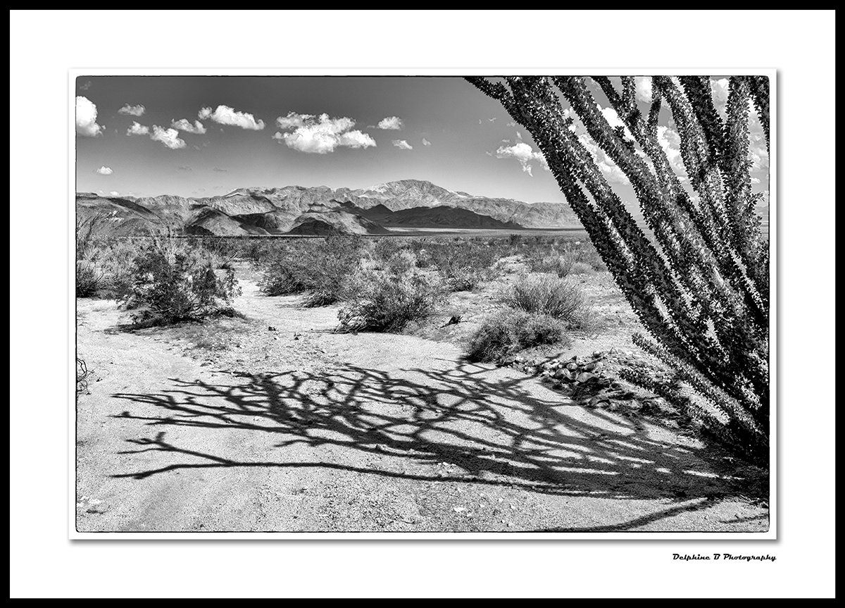 Shadow of an O 24x36 Canvas SMALL.jpg