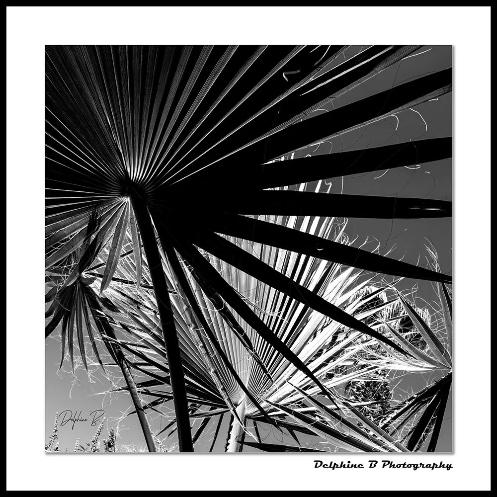 TROPICAL NOIR canvas Small.jpg