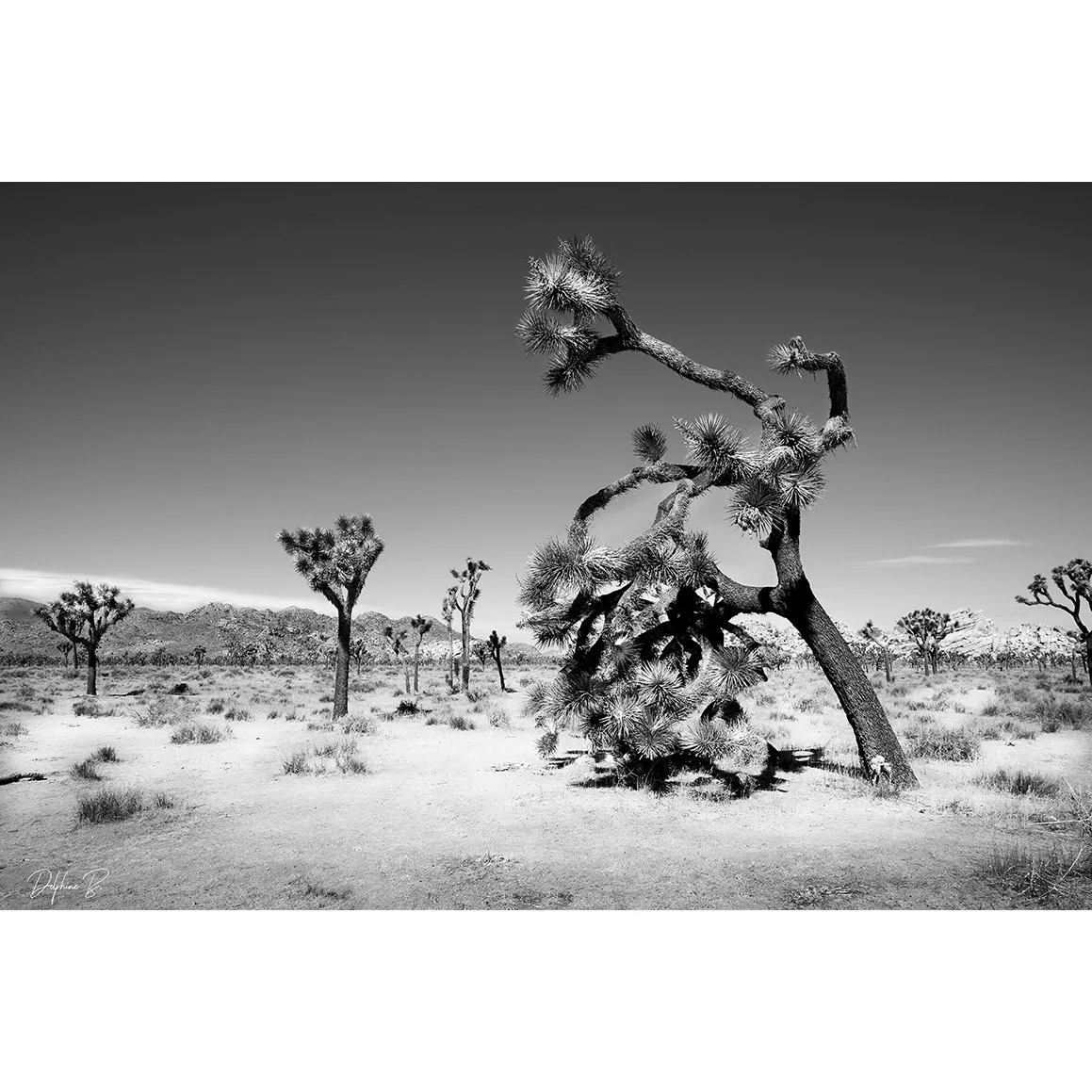 Joshua's Desert THUMB WEBSITE.jpg