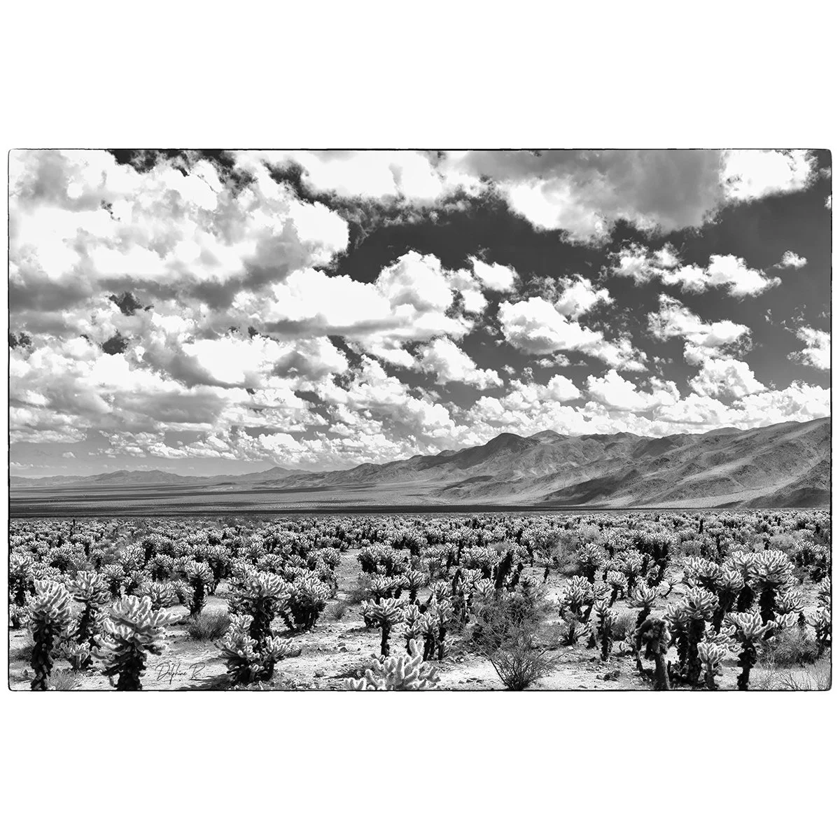 Cholla to Infinity 24x36 FINAL WEB THUMB.jpg