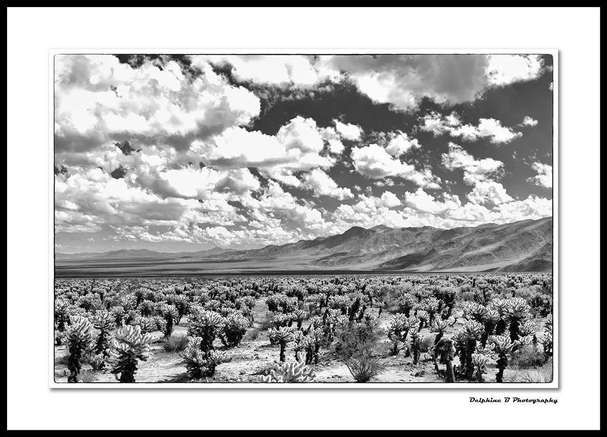 Cholla to Infinity 24x36 FINAL CANVAS SMALL.jpg