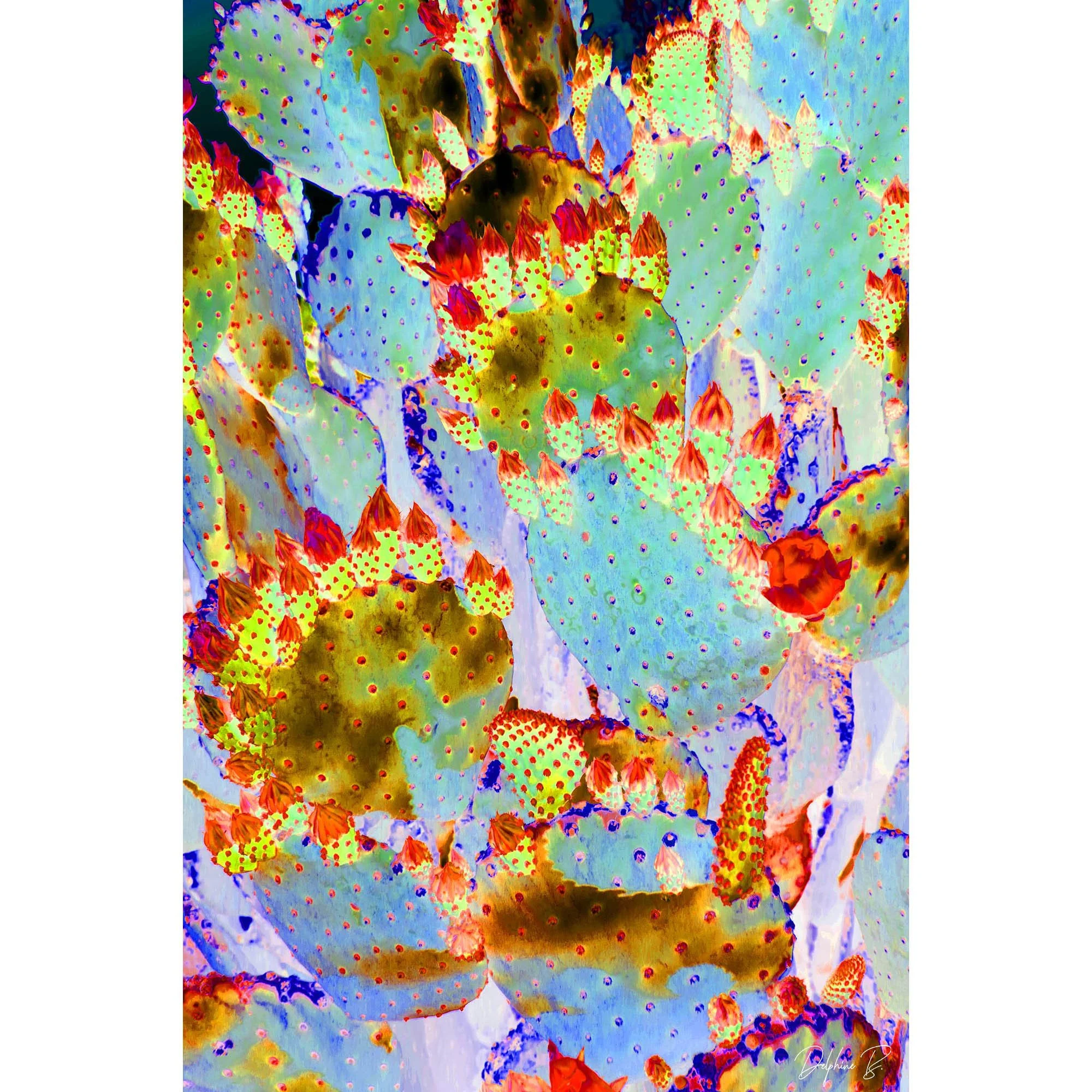 Cactus superbloom THUMB WEB.jpg