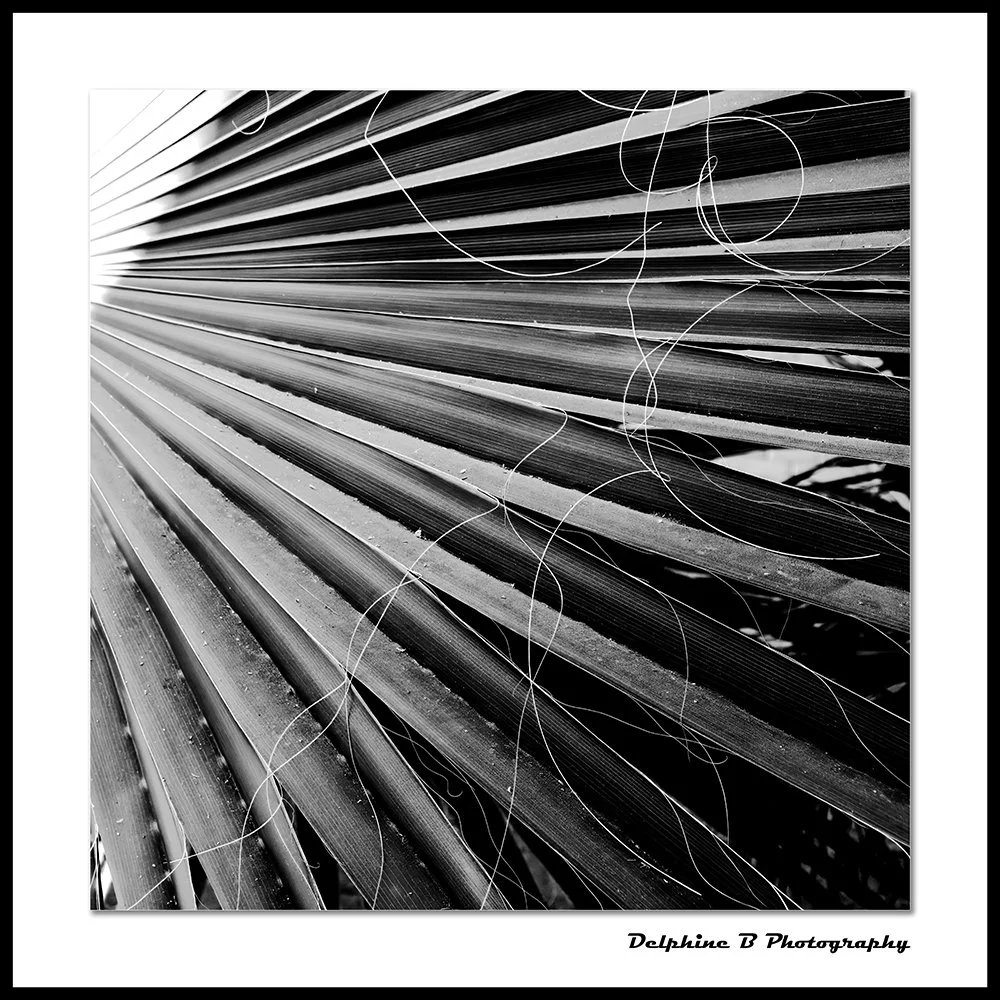 MONOCHROME MOOD CANVAS SMALL.jpg