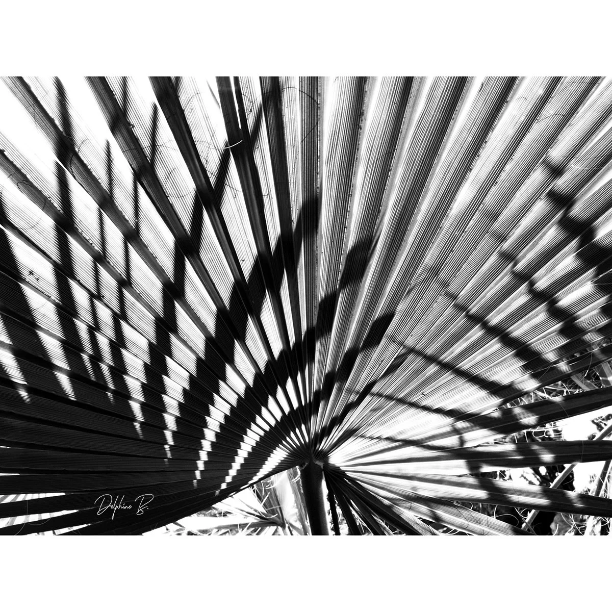 CHASING SHADOWS FINAL 20x28 WEB THUMB.jpg
