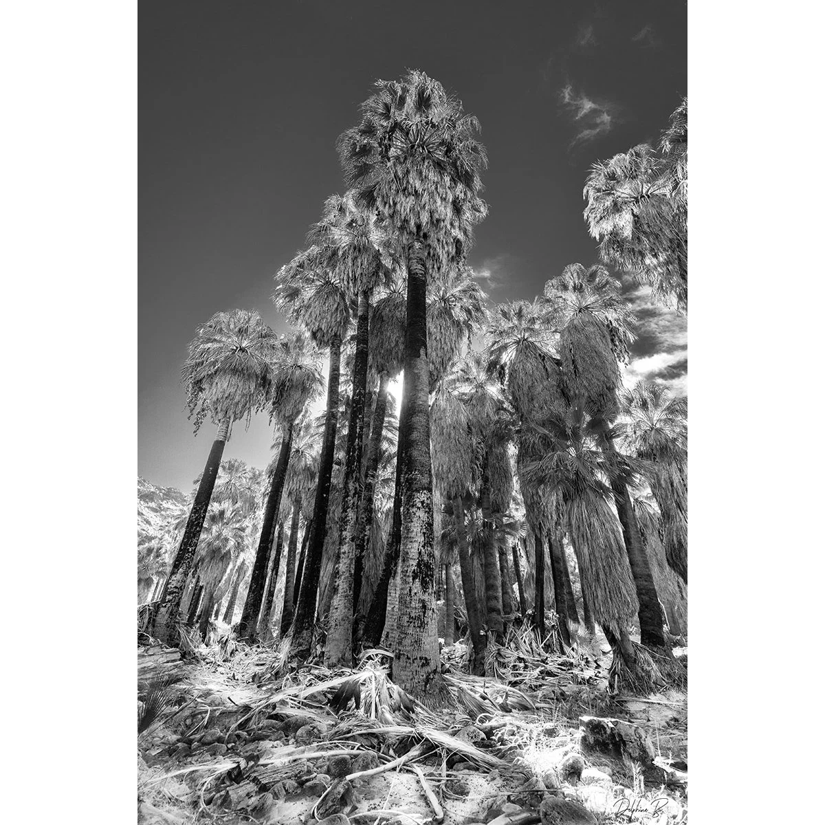 Catching the Sun 24x36 FINAL WEB THUMB.jpg