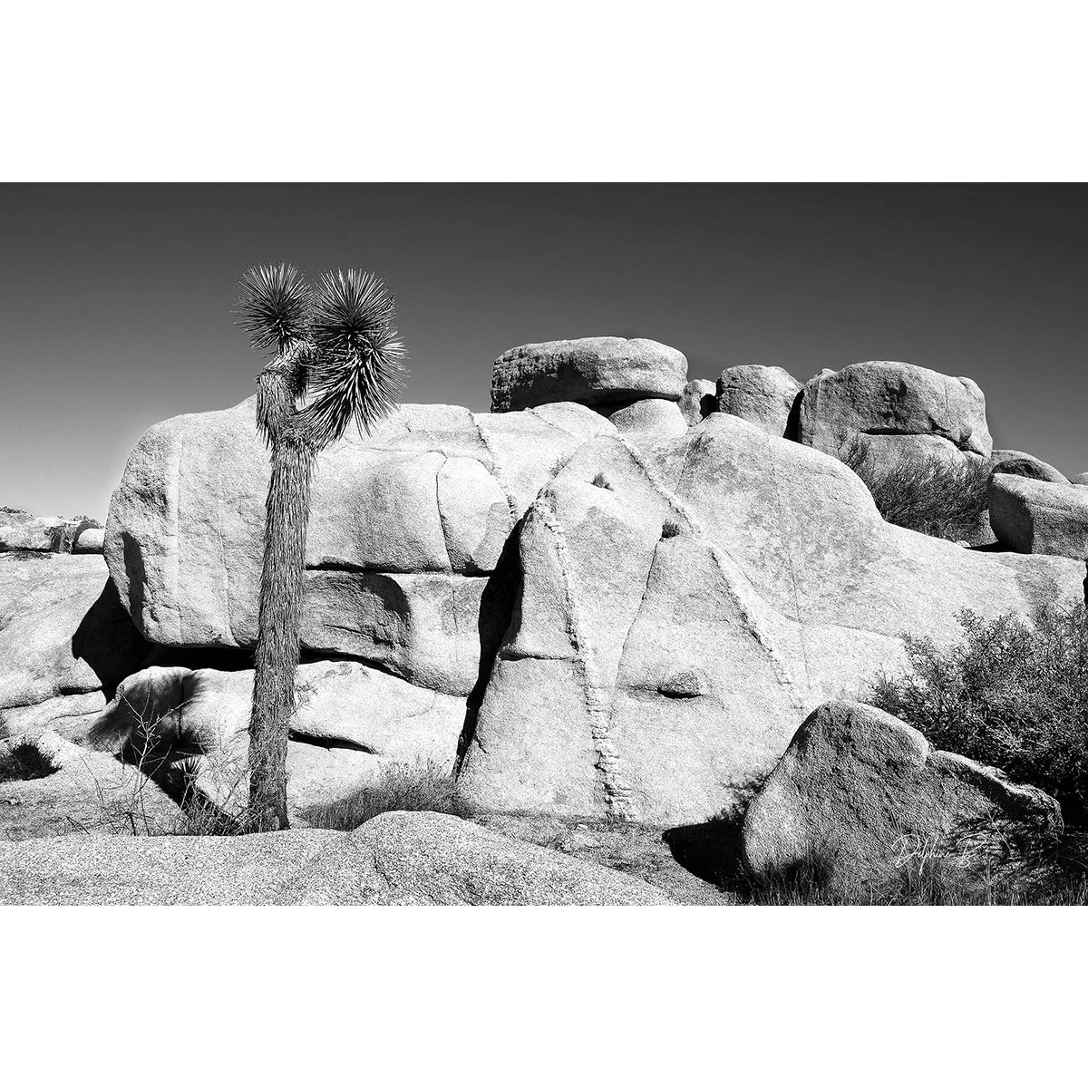 DESERT WHALE THUMB WEBSITE.jpg