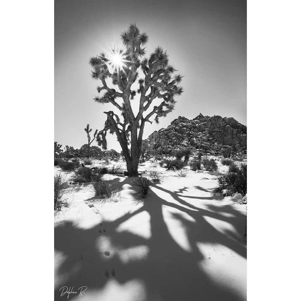 Winter Light Shadows, 16x24 inch. PRINT - Sale