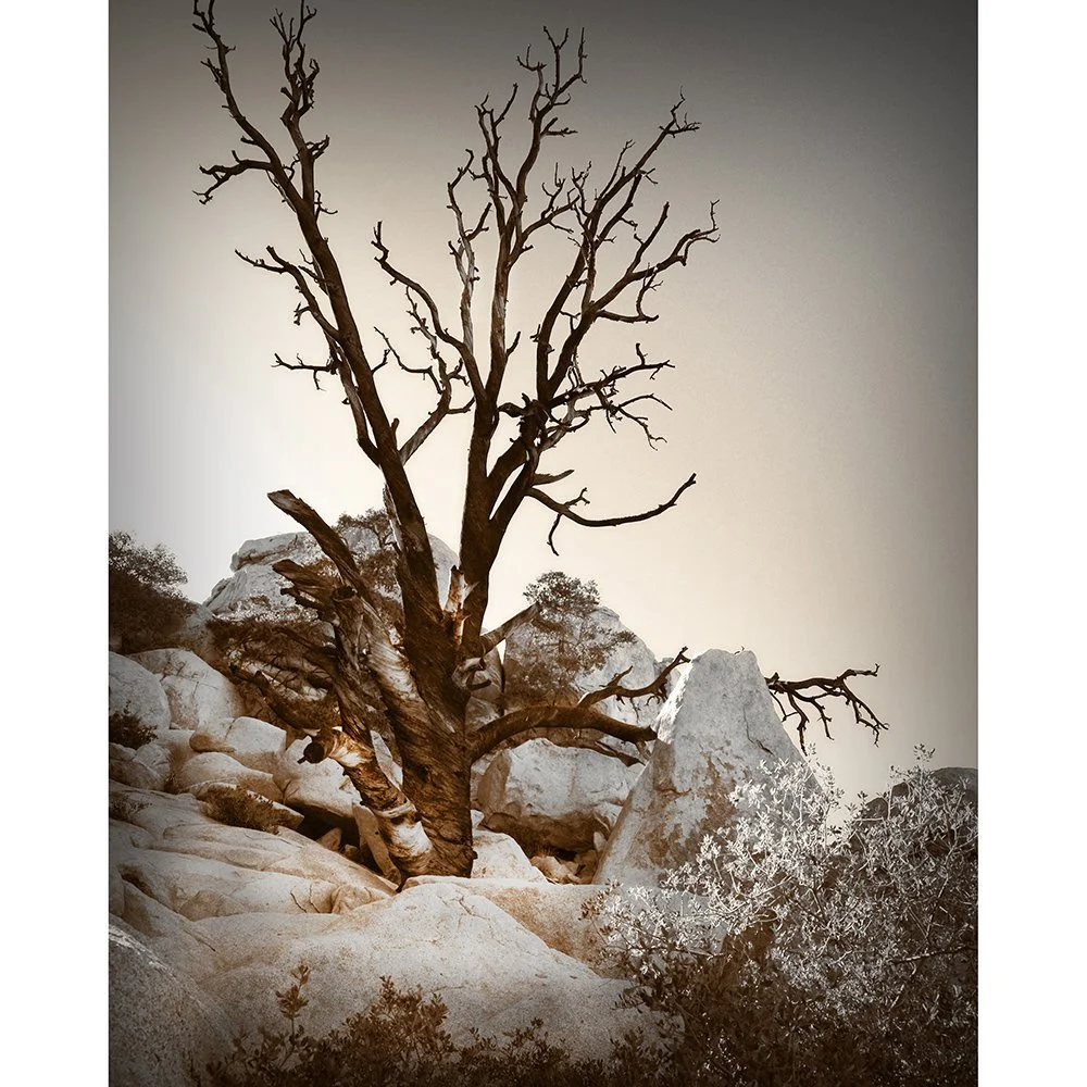 Black Tree on the Rocks, SEPIA. Print with mat, 16x20 inches - SALE