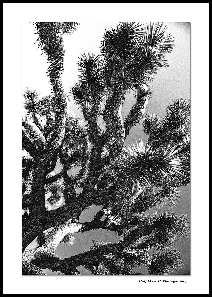 Fuzzy viewpoint CANVAs SMALL.jpg