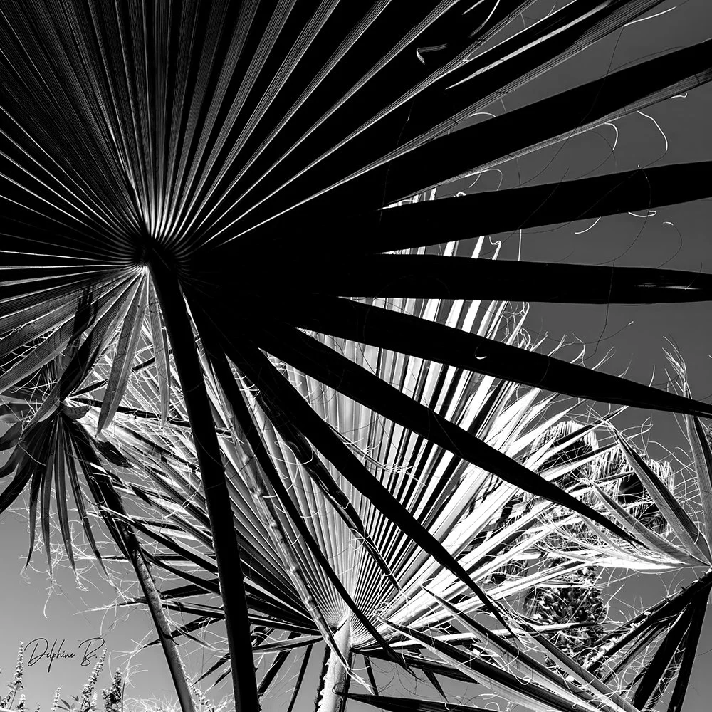 TROPICAL NOIR FINAL WEB.jpg