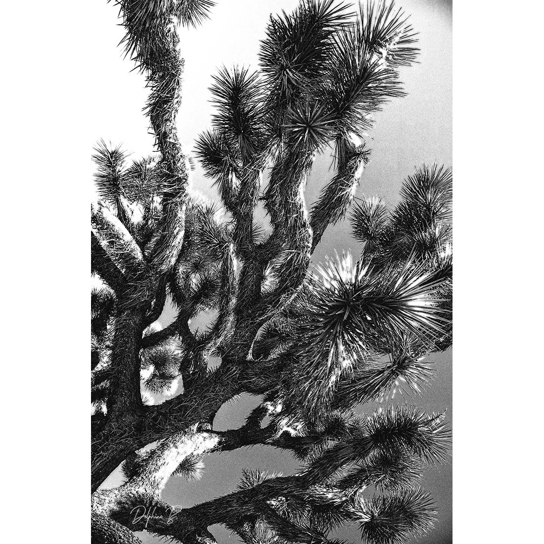 Fuzzy viewpoint WEB THUMB.jpg