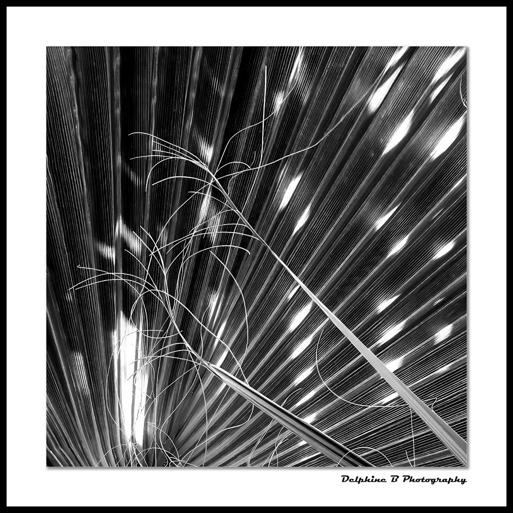 TANGLED MIDNIGHT CANVAS Small.jpg
