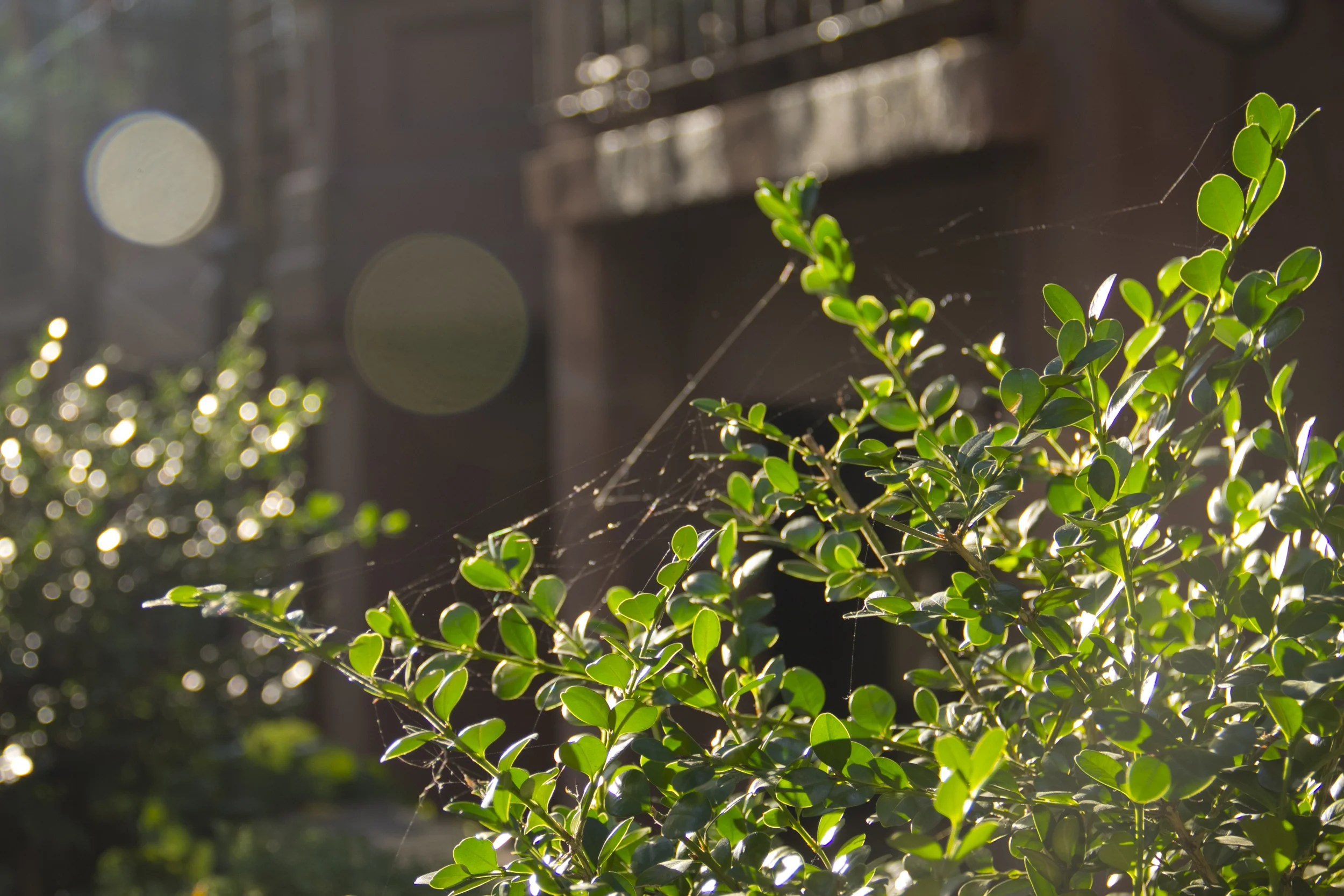 Greenery.jpg