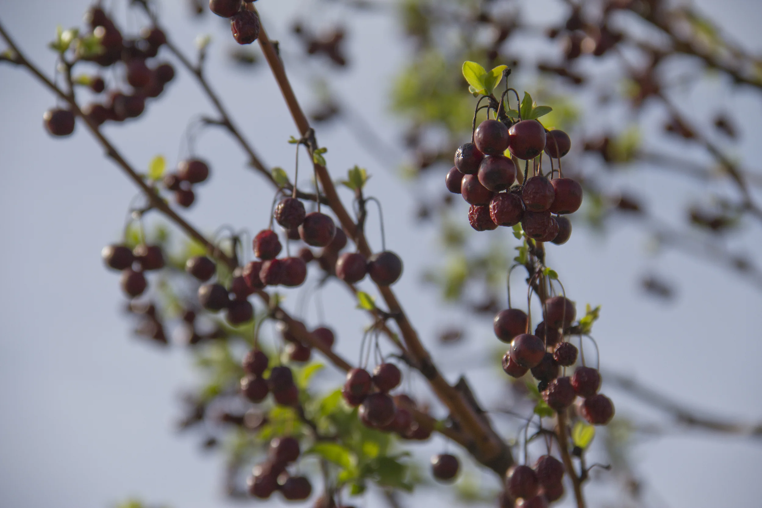 Berry tree.jpg