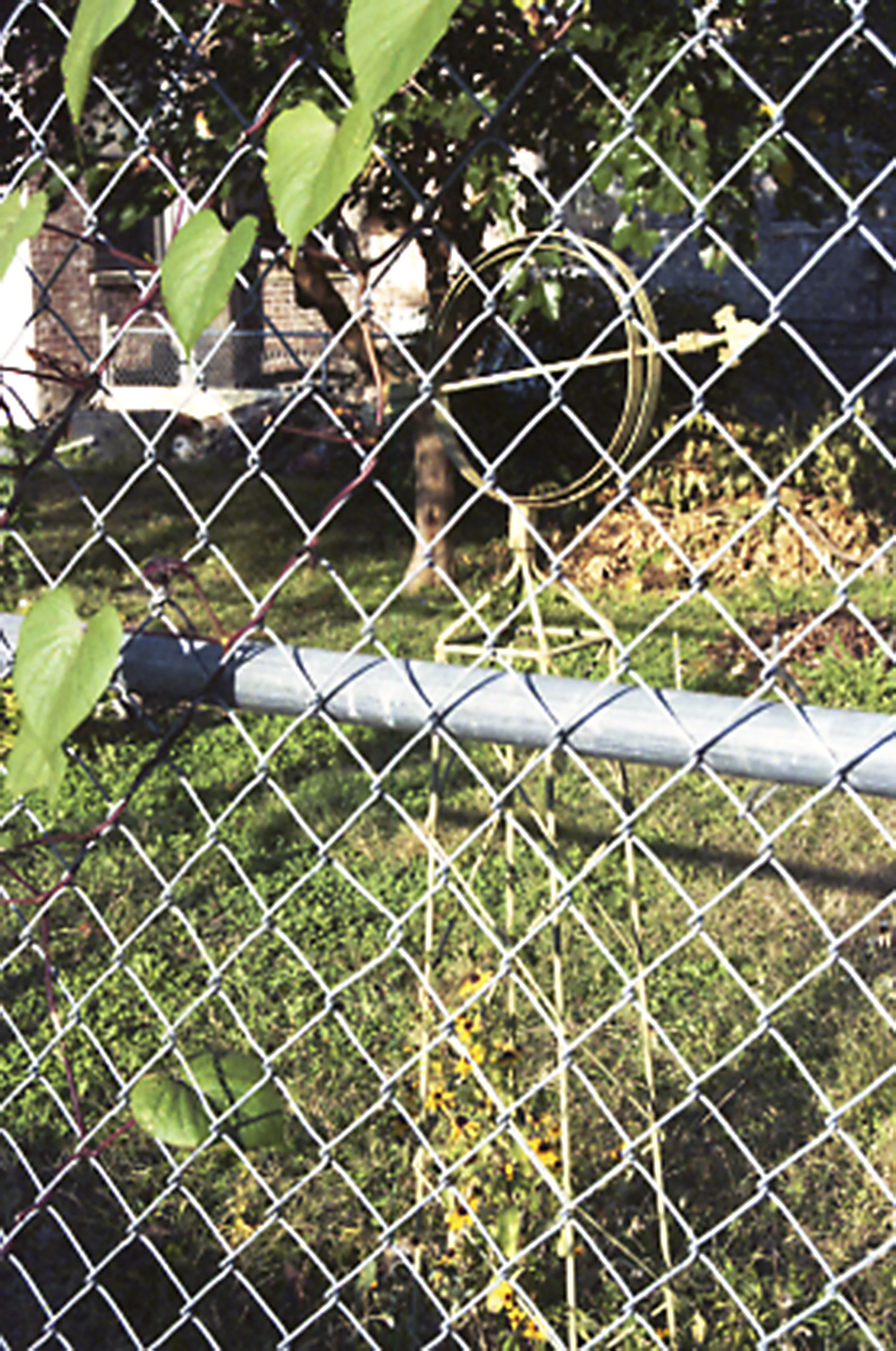 Harlem garden.jpg