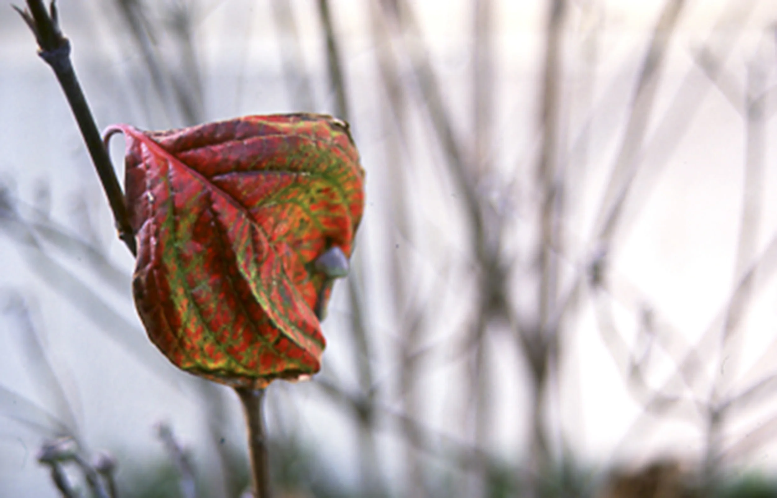 Red leaf.jpg