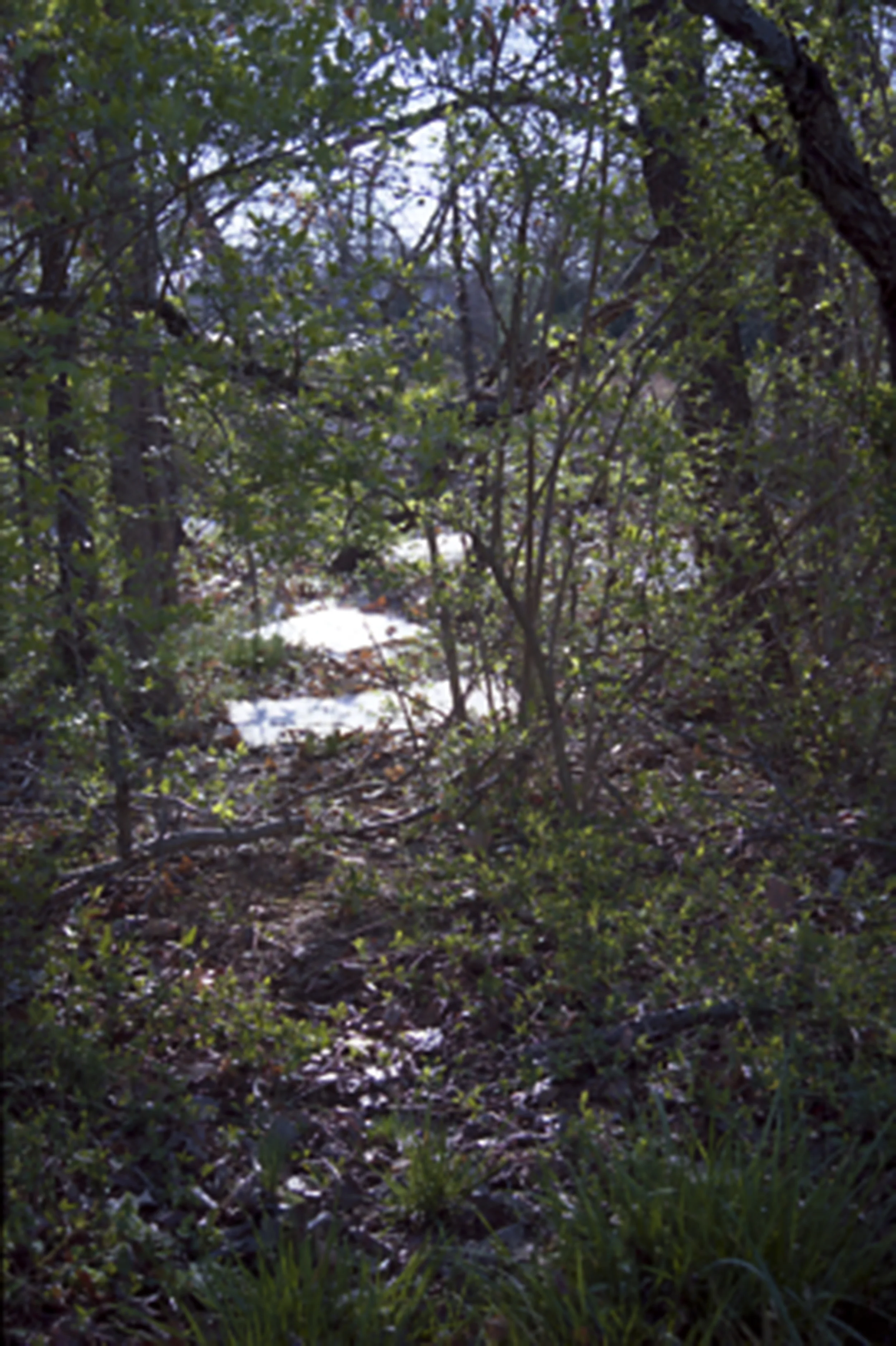 Thicket.jpg