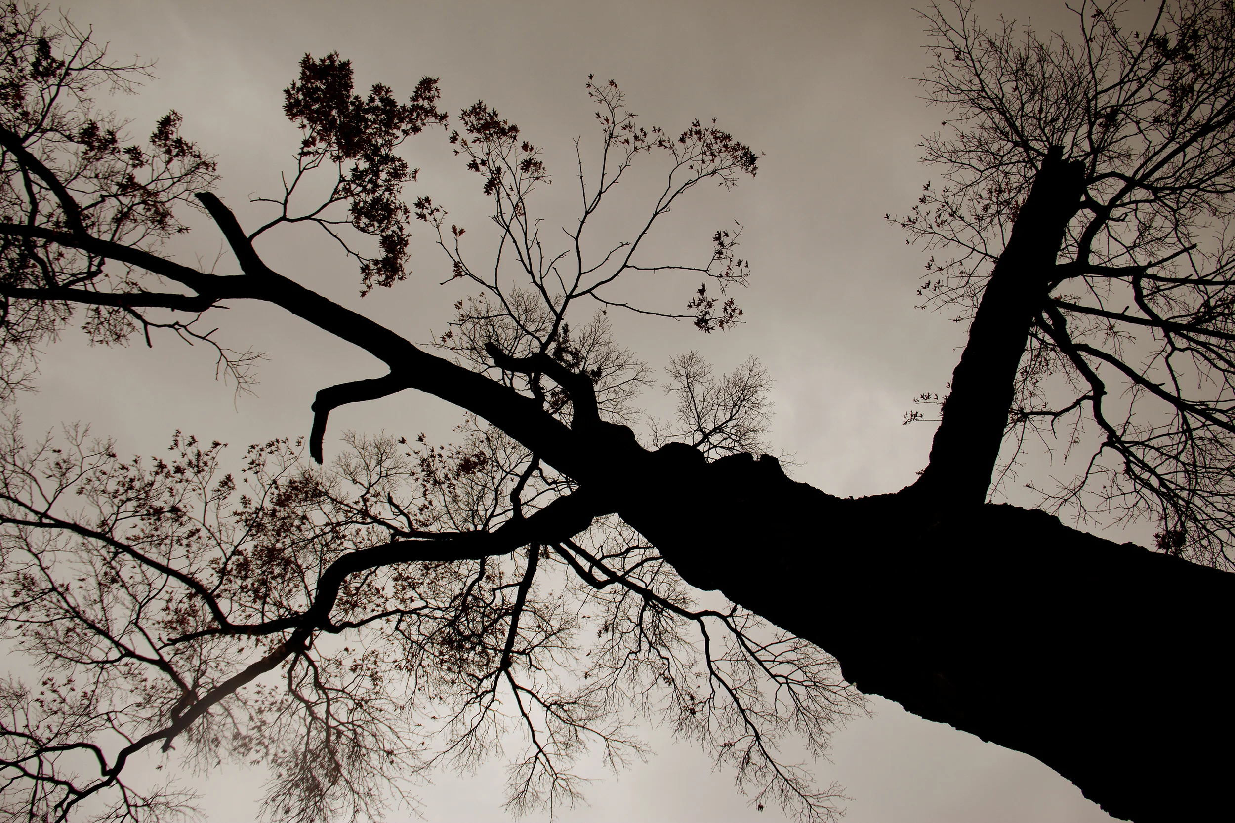 treesilhouette.jpg
