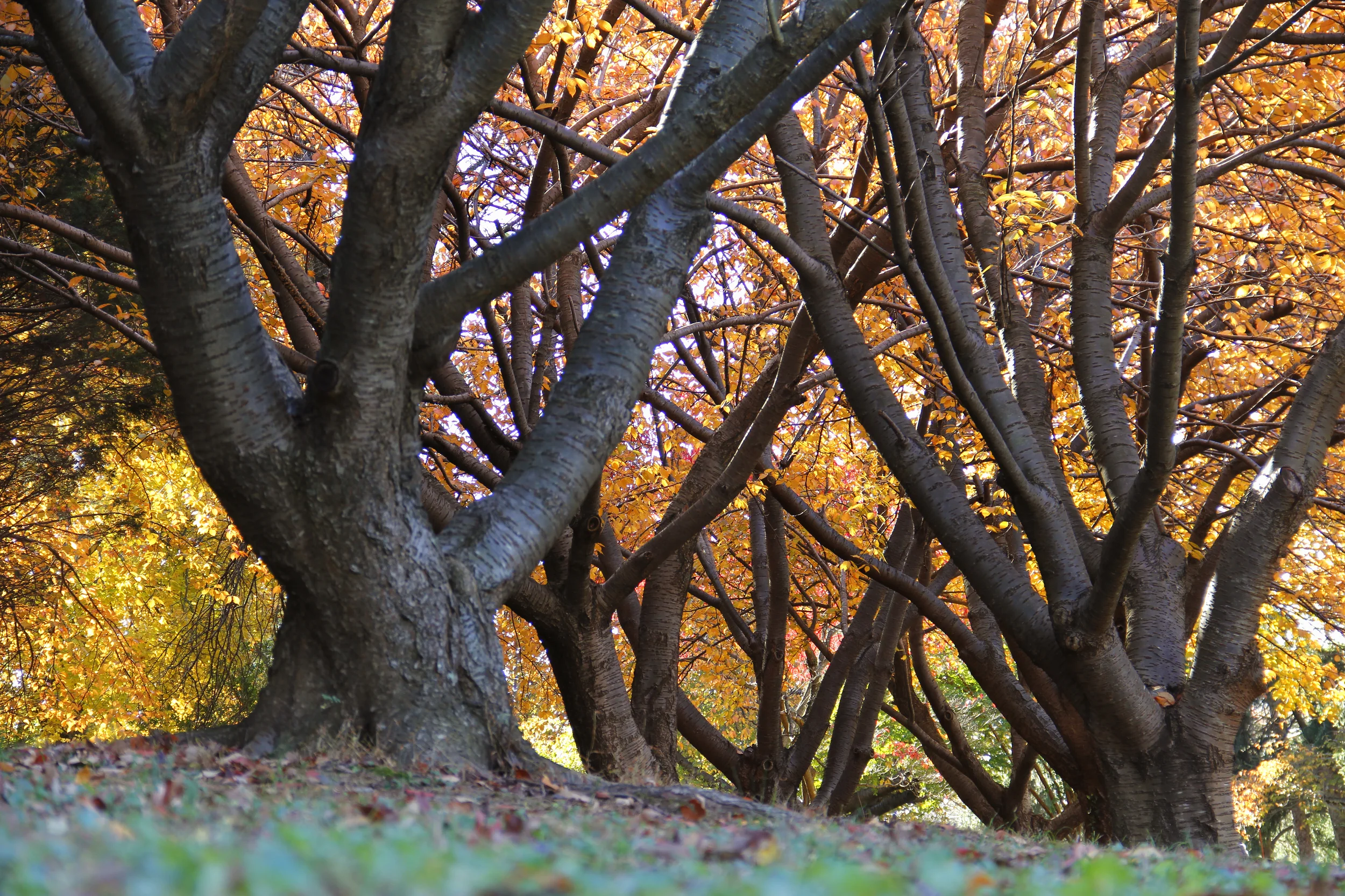 Tree.jpg