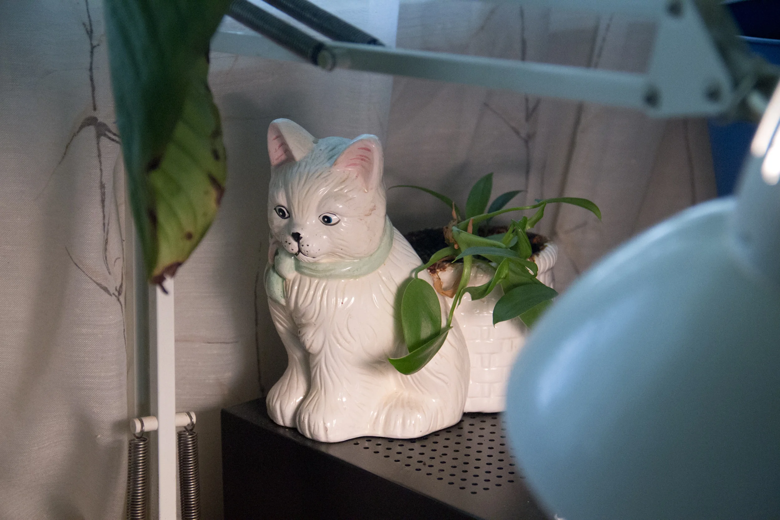Kitty Plant (2014)