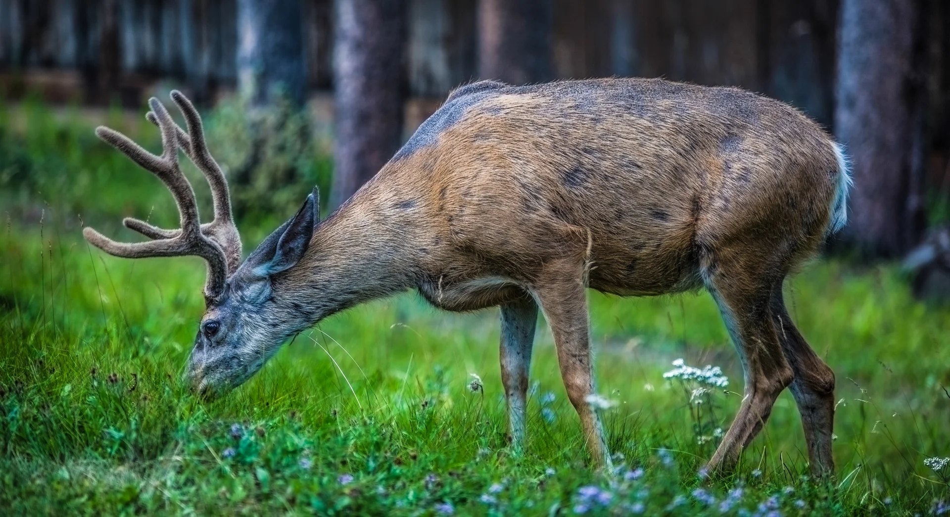 Deer Side Profile in Banff Canada