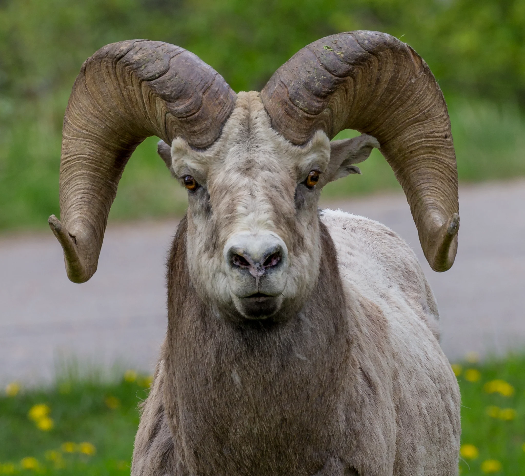 Big Horn Sheep Waterton Alberta