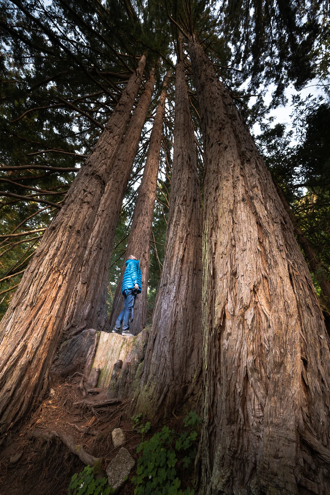 Monterey California Redwoods