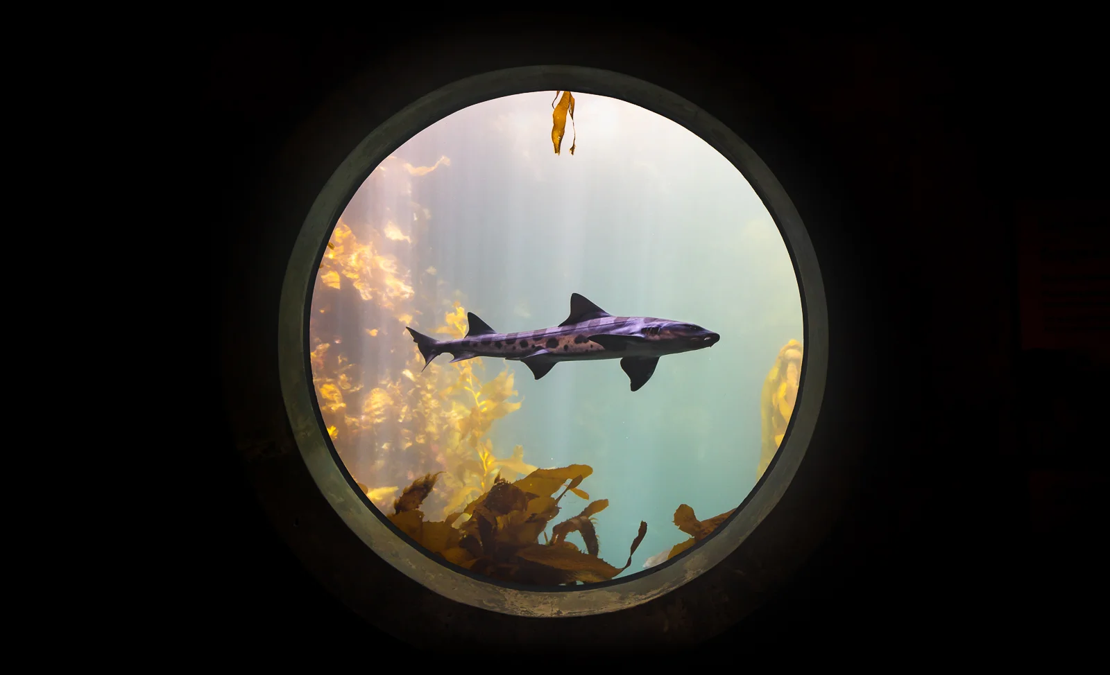 IG Monterey Bay Aquarium middle dehaze 12mm F4.5 1-100sec ISO 800.jpg