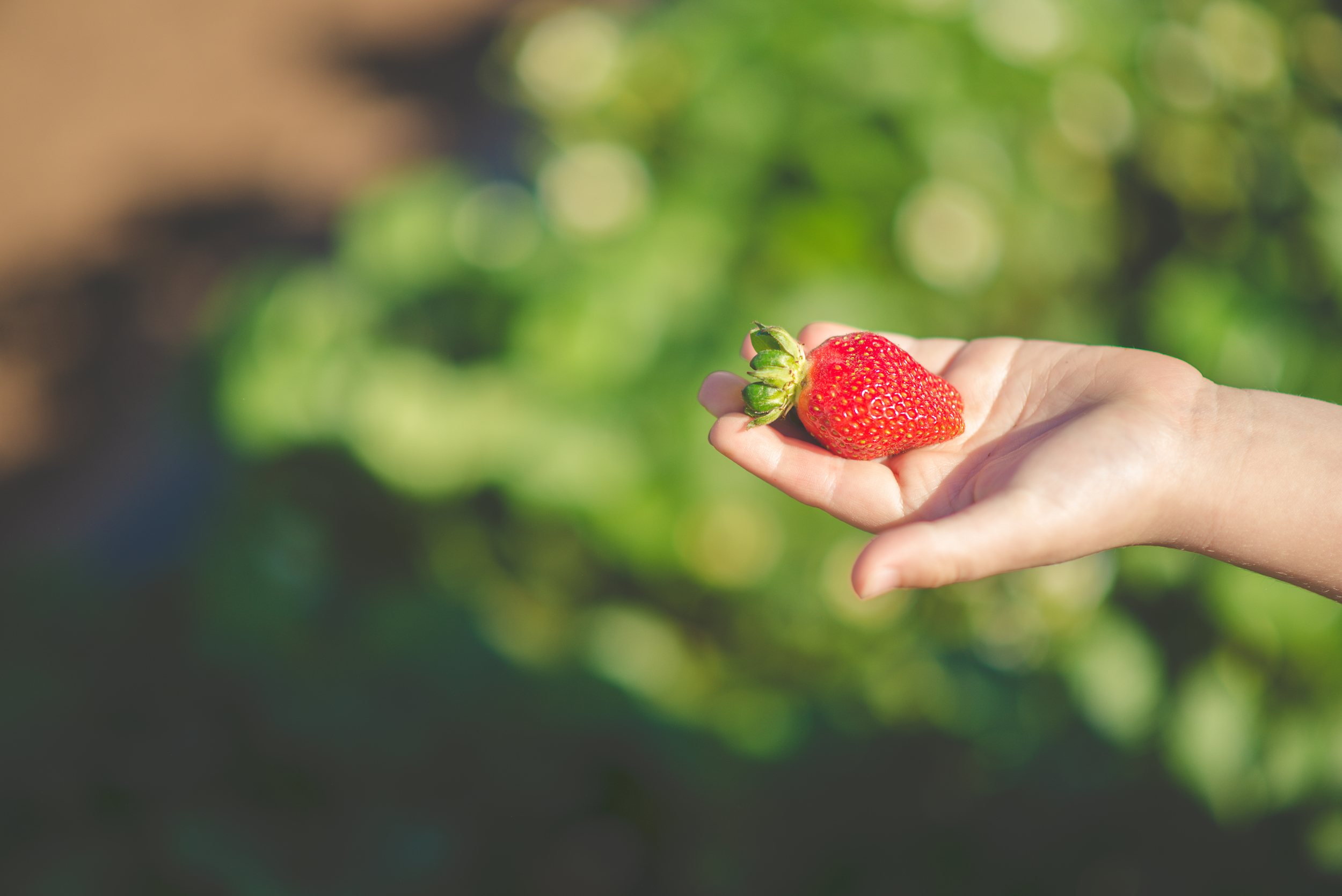 on the search for the perfect strawberry 