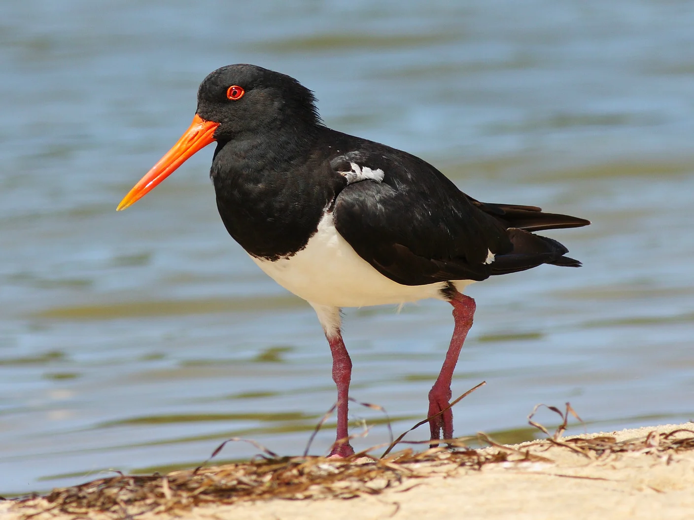 A Message from the Oystercatcher