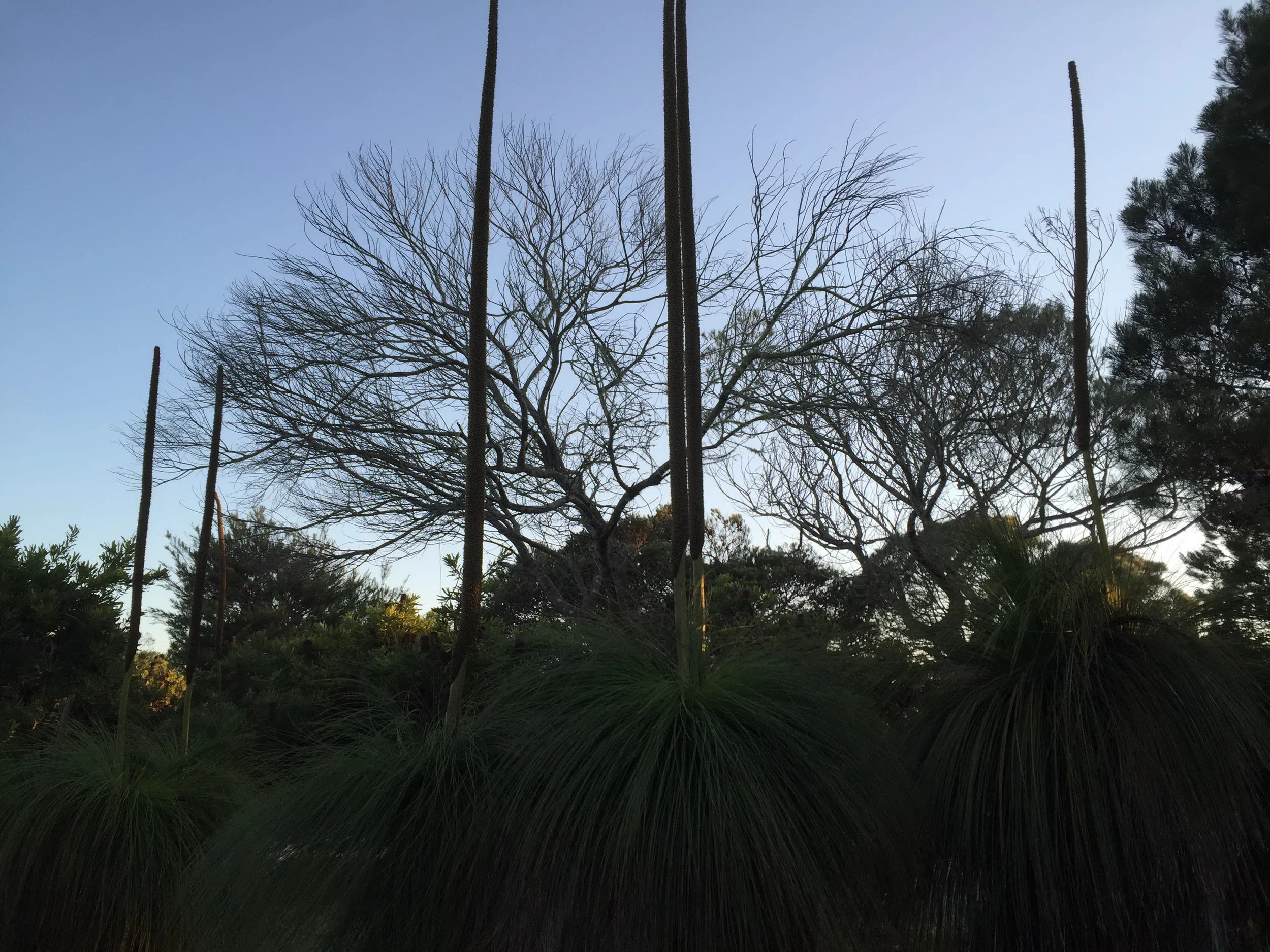 Grass Trees