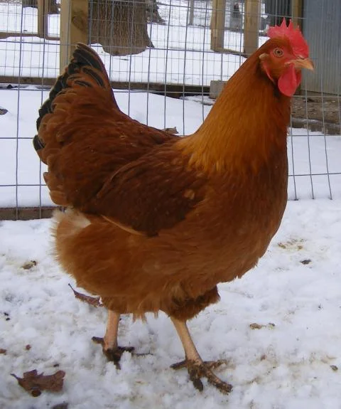 The Story of the Little Red Hen