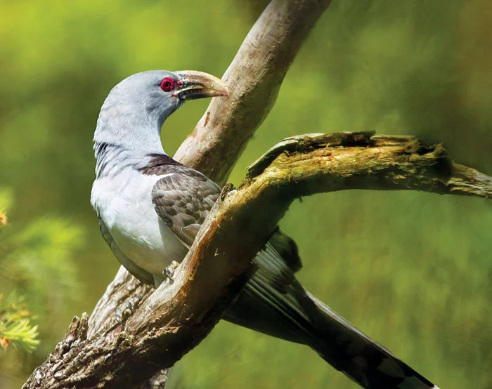 Channel-Billed Cuckoo
