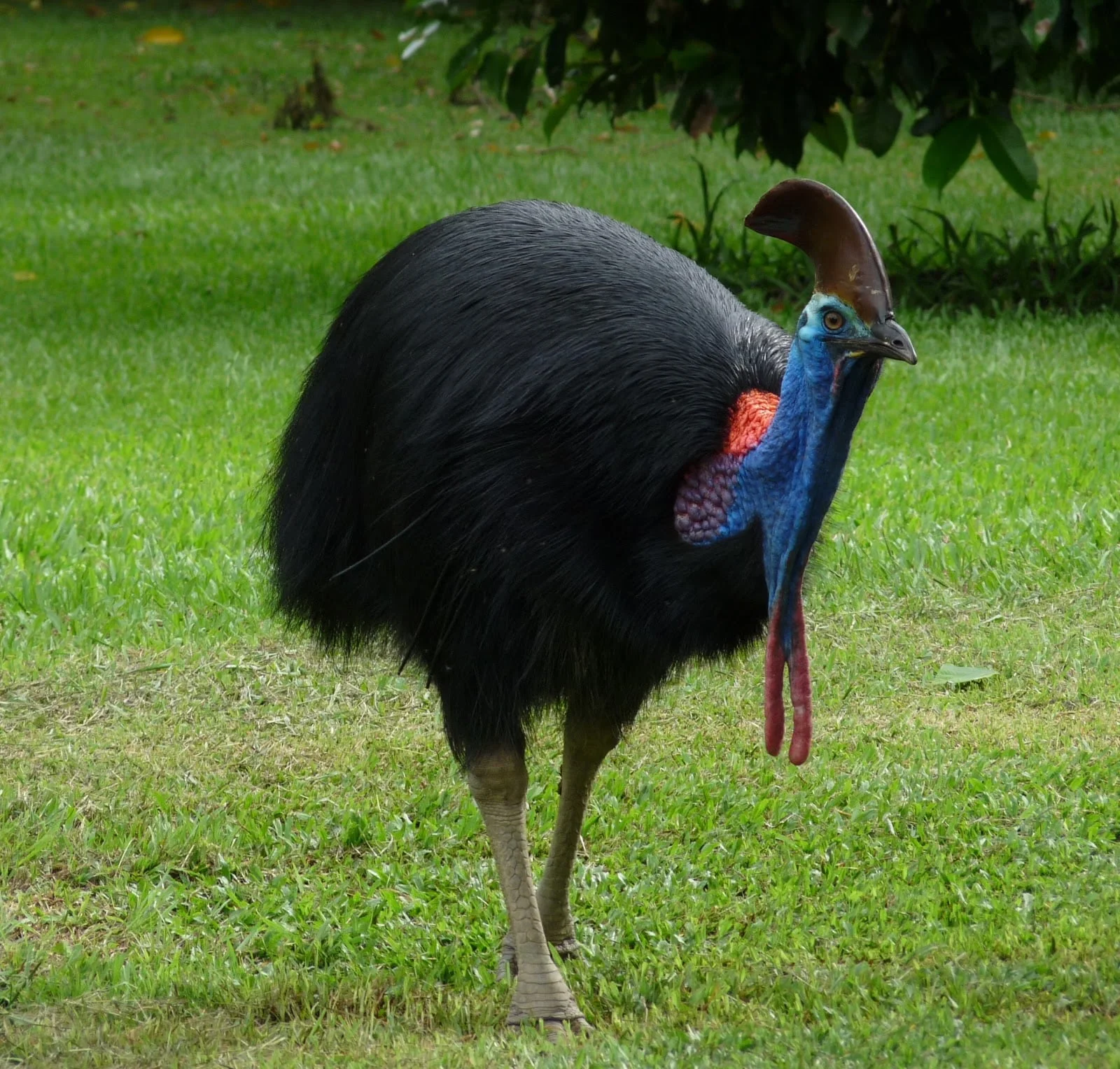 Encounters of the Cassowary Kind