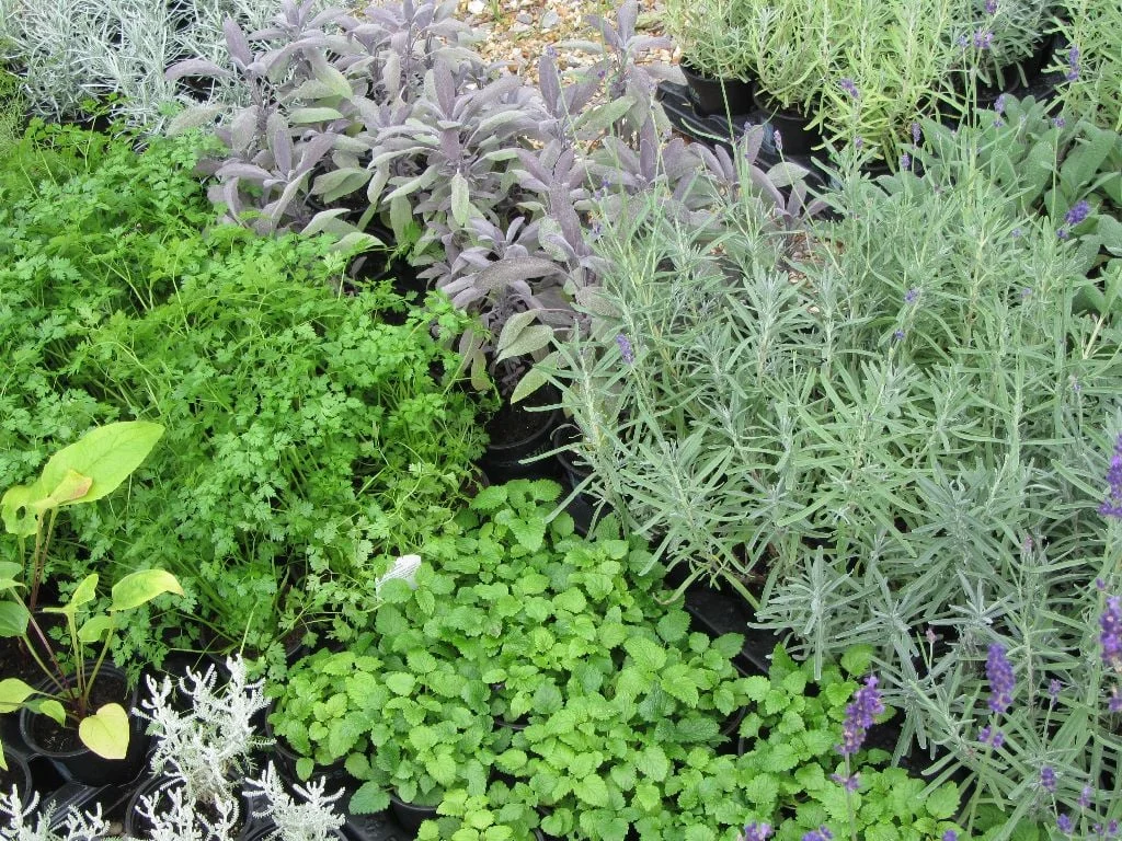 Roots, Shoots and Leaves