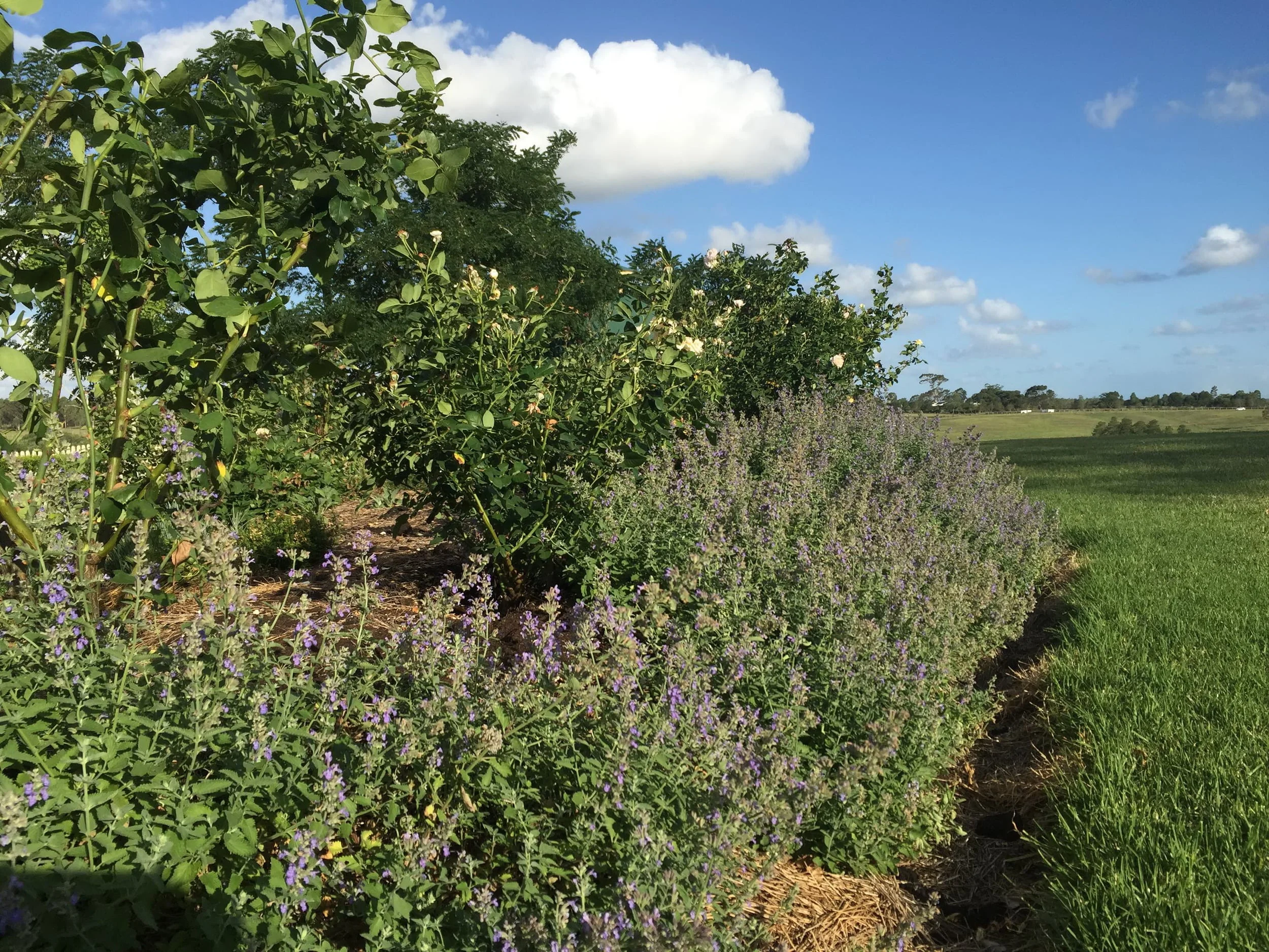 The Edgiest of Herbs