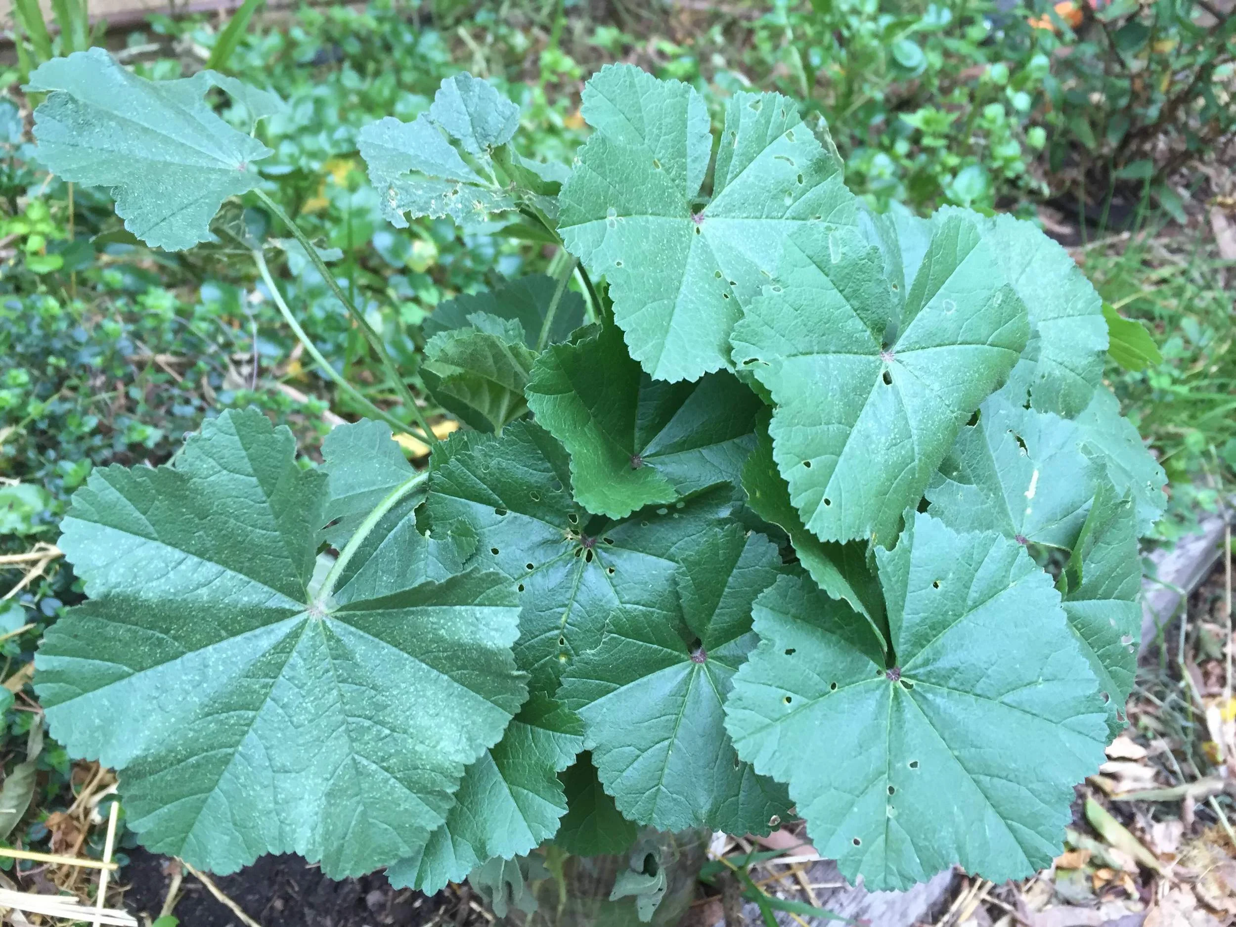 A Weed by Any Other Name